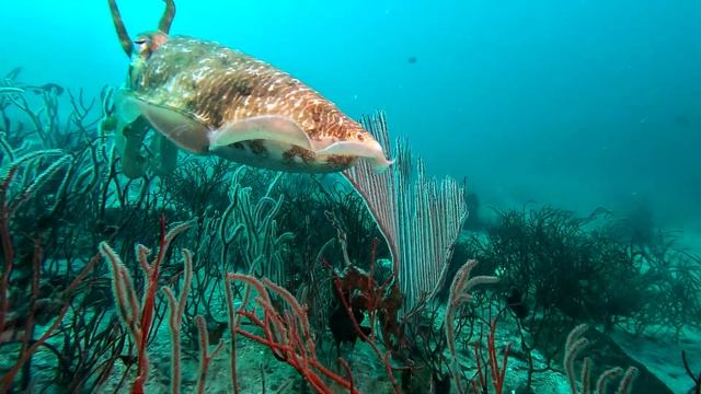 Cuttlefish смотреть онлайн