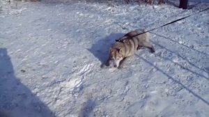 Самоед.Аура.