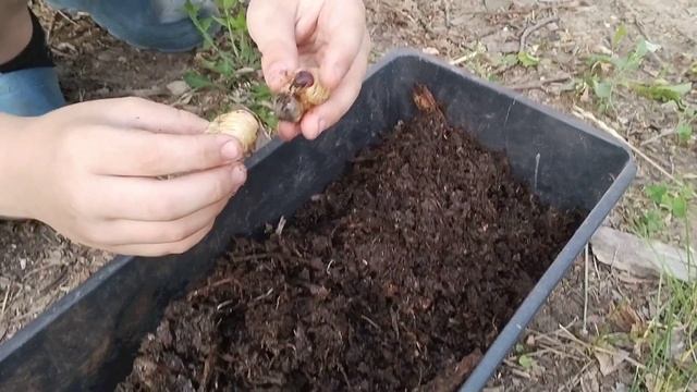 мои личинки жуков носорогов смотреть онлайн