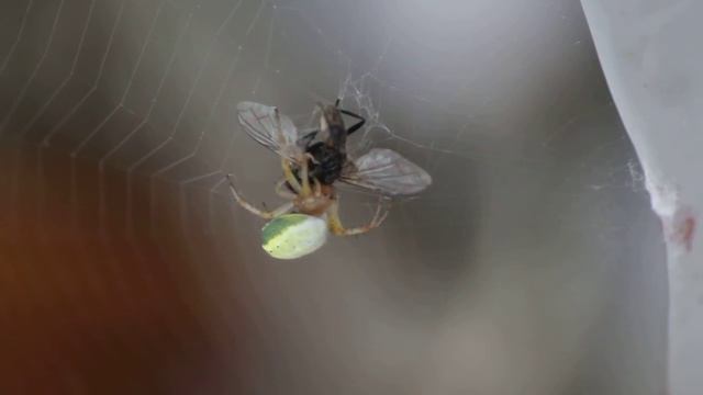 araignée Araniella cucurbitina смотреть онлайн