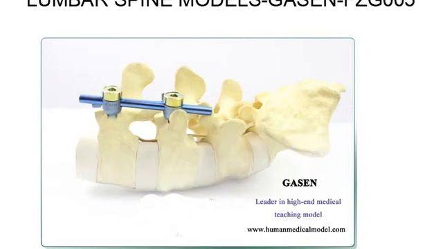 ПОЗВОНОЧНИК ЧЕЛОВЕКА ТЕЛА МОДЕЛЬ ПОЯСНИЧНОГО ОТДЕЛА ПОЗВОНОЧНИКА МОДЕЛИ GASEN FZG005（副本）