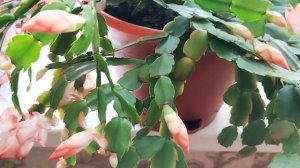 Болезни Декабриста или Зигокактус Шлюмбергера.🌸