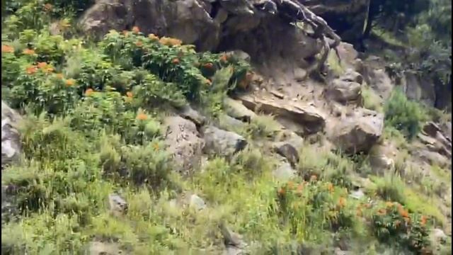 Island Retreat park kashmir(sonmarg)। आइलैंड रिट्रीट पार्क कश्मीर (सोनमार्ग) смотреть онлайн