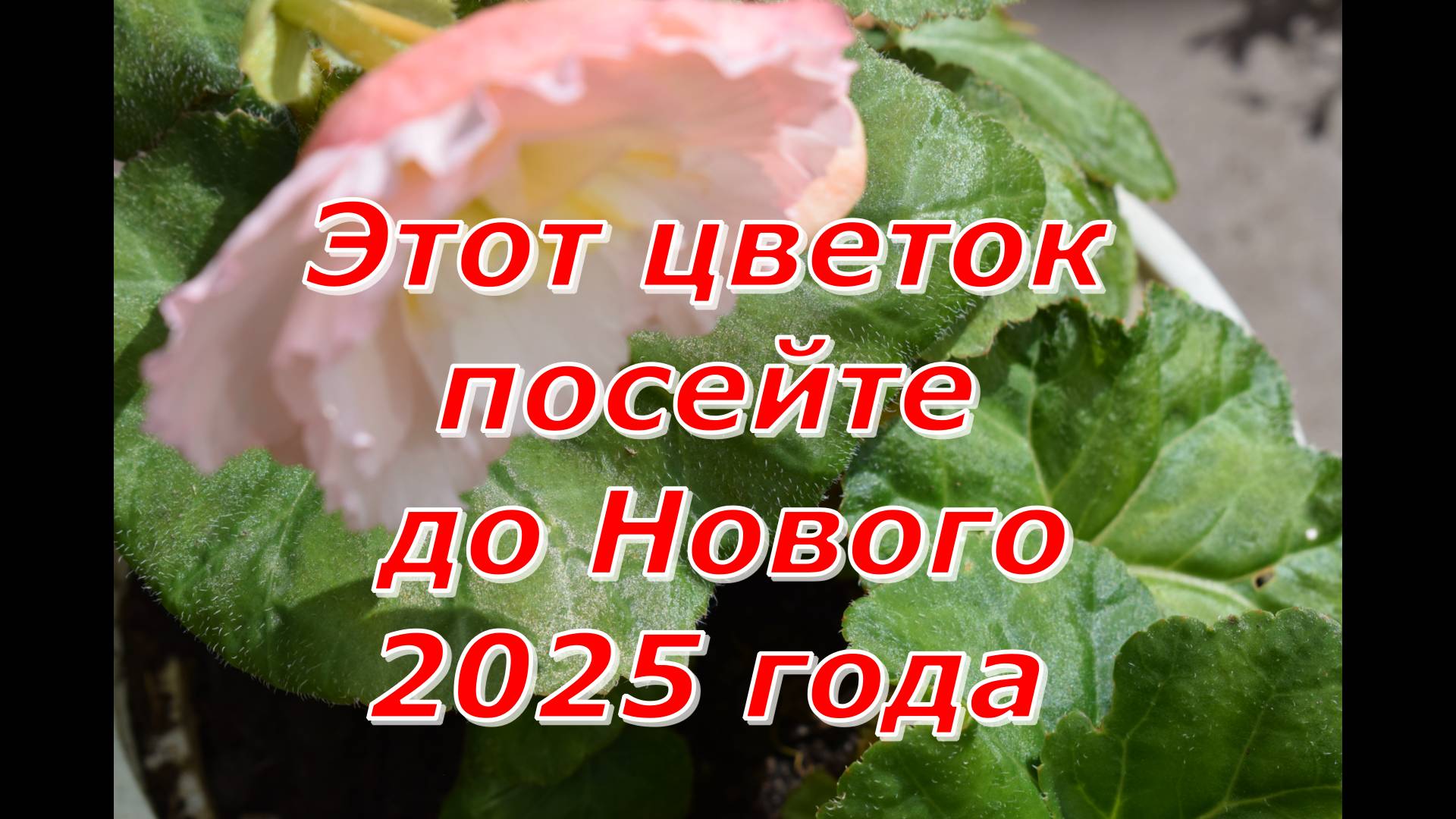 Успейте посеять этот цветок до Нового 2025 года смотреть онлайн