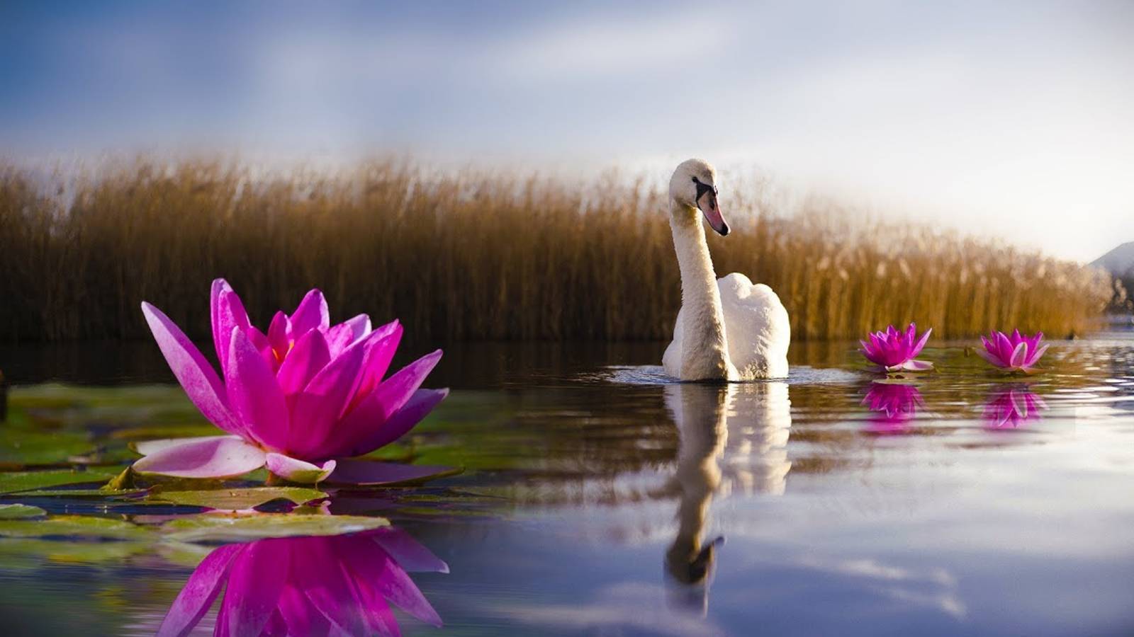 "Кувшинка" - Наталия Лансере - Альбом "Цветочки" / Детская песня смотреть онлайн