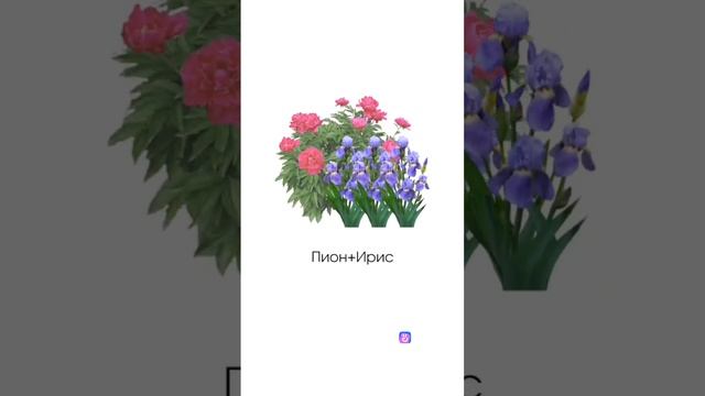 Какие растения посадить вместе с пионами? смотреть онлайн