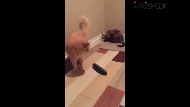 КОТЫ БОЯТСЯ ОГУРЦОВ №1 CATS VS CUCUMBERS JOKE FUNNY CATS SCARED BY CUCUMBERS 1 смотреть онлайн