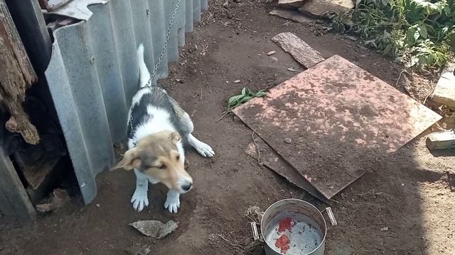 мой Камрад смотреть онлайн