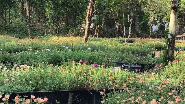 Portulaca,purslane: คุณนายตื่นสาย смотреть онлайн