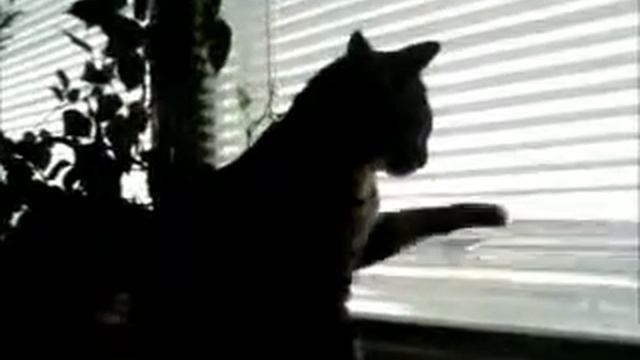 Кот гитарист