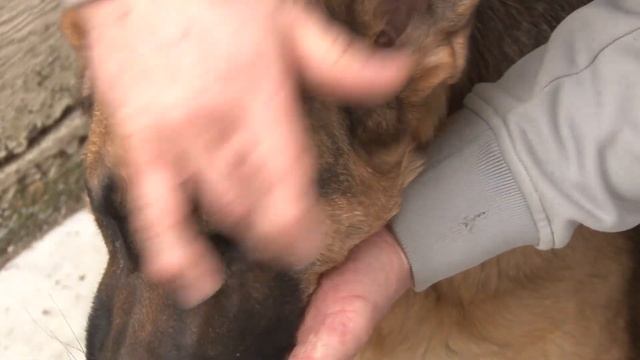 How To Remove A Tick -Removing A Tick Without Pain Or Tweezers - Removing A Tick From A Dog ✔