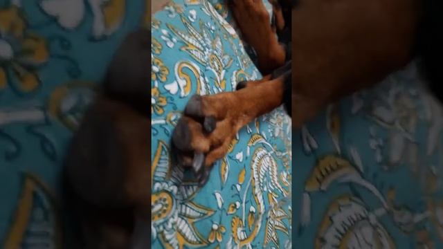 doberman dog 🐕❤♥💙💕💓 смотреть онлайн
