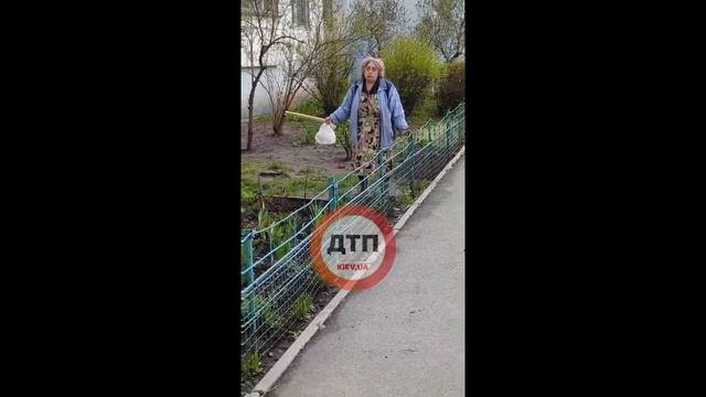 Заживо загризла кішку в Києві: На самовигулі ухаски напала на кішку та вбила її. смотреть онлайн