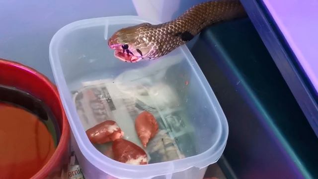Snake Eating Snake