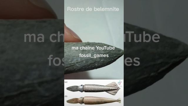 rostre de belemnite #chorts #paléontologie смотреть онлайн