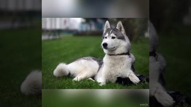 Интересный факты о хаски смотреть онлайн