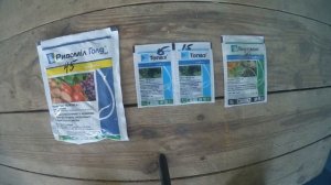 Обработка винограда весной от болезней и вредителей