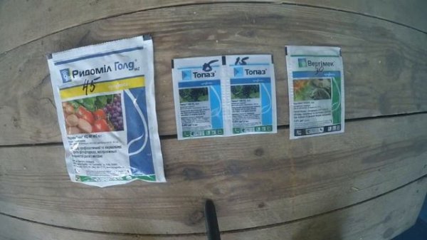 Обработка винограда весной от болезней и вредителей