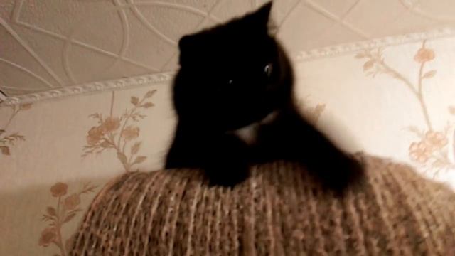 Сметана, кошка Чернуха и принципы смотреть онлайн