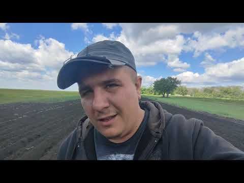Похоже ОСТАНЕМСЯ БЕЗ КАРТОШКИ треть огорода не взошла... смотреть онлайн