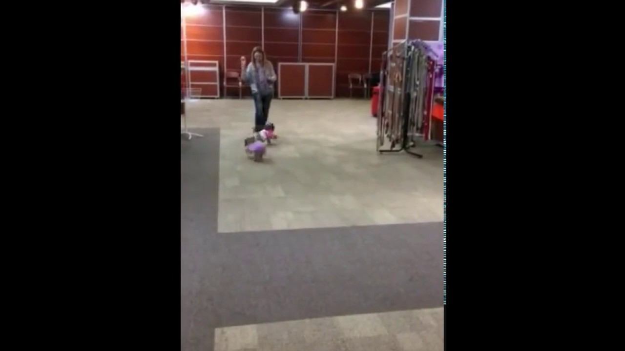 Собачки ловят мяч смотреть онлайн