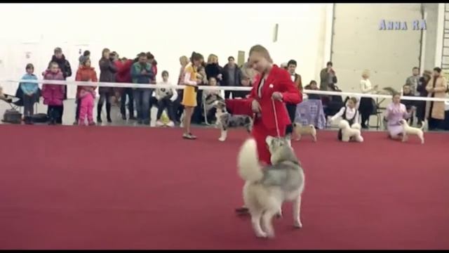 CAC "VIP DOG Запорожье" 12.02.2017, Юный хендлер смотреть онлайн