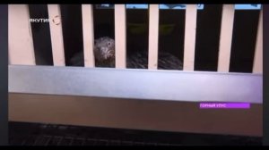 Умная ферма "БердСмарт"