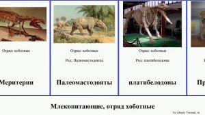 Млекопитающие, отряд хоботные featuring mammal Кювьерониус Fanta Proboscidea Меритерии Mamadou