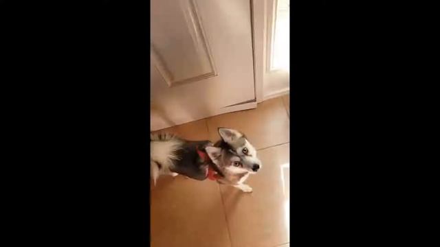 Luna Gets Excited To See Her Friend Kiska - Alaskan Klee Kai - Mini Husky смотреть онлайн