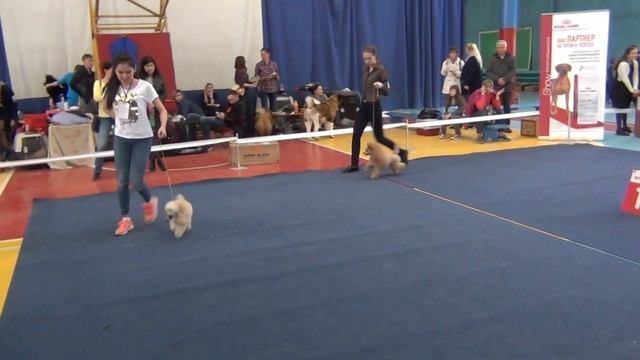 Иркутск Моно 15.04.2017 Сравнение на ЛПП тои (абрикосовый окрас) смотреть онлайн