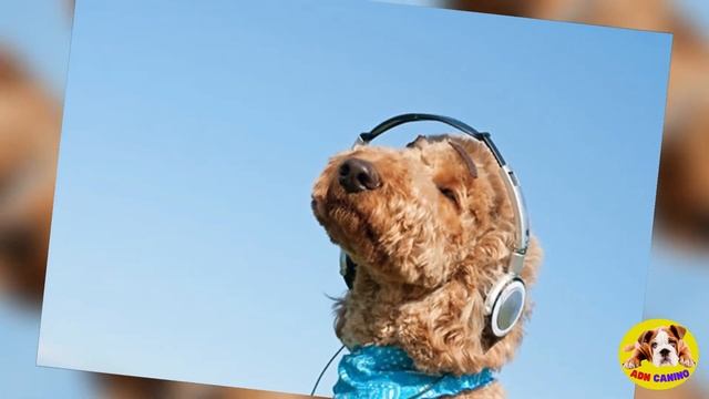 🚨CONOCE MUSICOTERAPIA PARA PERROS Y GATOS смотреть онлайн
