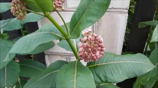 Trojeść Amerykańska - Poradnik Ogrodowy #221 смотреть онлайн