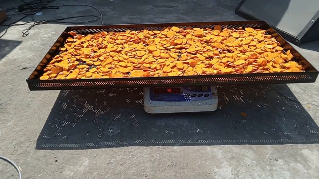 सोलर ड्रायर के इस्तेमाल से हल्दी प्रसंस्करण | Haldi Drying For Home Using Solar Dryer #solardryer смотреть онлайн