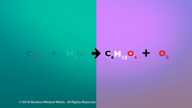 Chemical Reactions