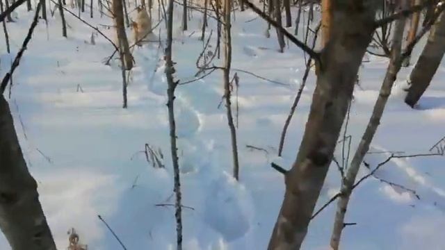 Собаки пошли по следу 🐇а нашли 🐹и провалился под лёд ☃️. смотреть онлайн