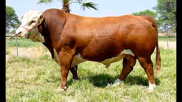 Большое карова смотреть онлайн