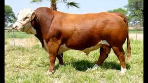 Большое карова