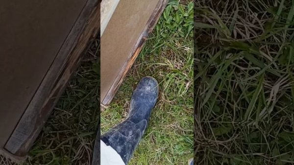 Японский улей. Заселение