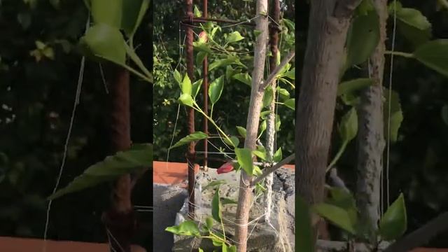 Hibisco plantado no vaso смотреть онлайн