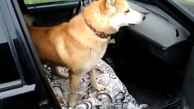 Пора домой! смотреть онлайн