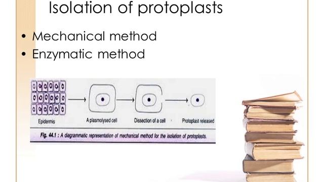 Protoplast culture and somatic hybridization part 1 смотреть онлайн