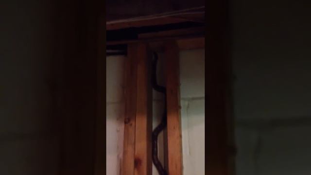 Snake climbing up a 6" crack смотреть онлайн