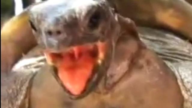 33 seconds Turtle Illuminati theory смотреть онлайн