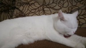 Котик умывается