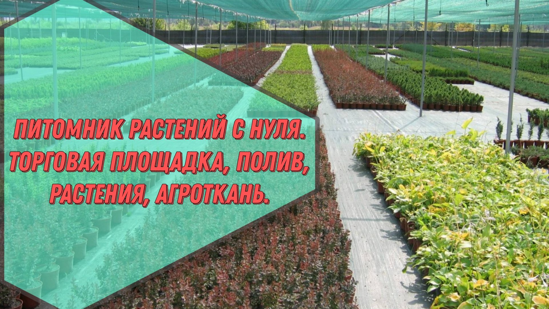 Питомник растений с нуля. Контейнерная площадка, агроткань, полив, саженцы... смотреть онлайн
