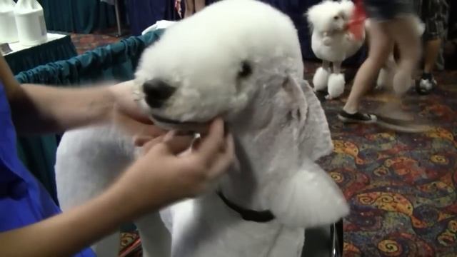 Professional Groomer Offers Tips on How to Avoid Clipper Burns for Dogs смотреть онлайн