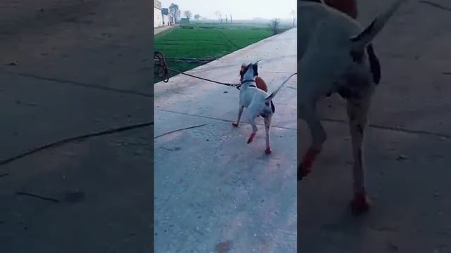 bully kutta fight // bully dogs // dogs lovers // DOZER // Pakistani bully dogs смотреть онлайн