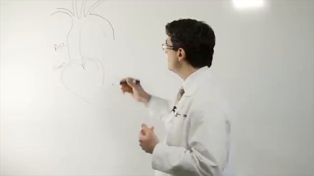 Aorta Anatomy смотреть онлайн