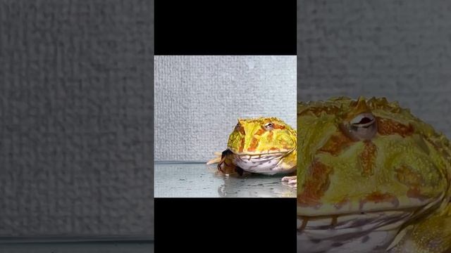 Frog swallows giant centipede whole смотреть онлайн