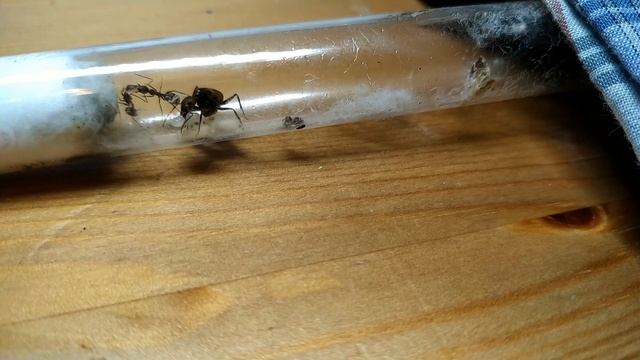 Componotus nicoborensis. Как пересадить? смотреть онлайн